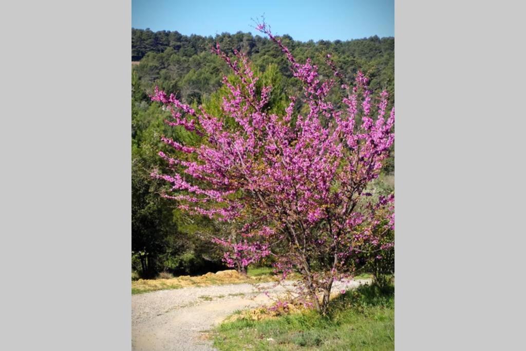 Aigues-Vives L'Arbre A Soleil别墅 外观 照片